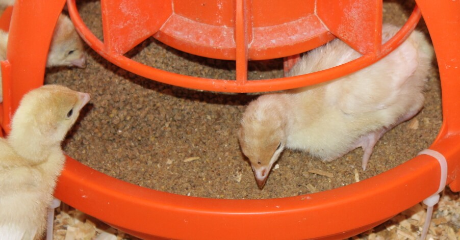 poults eating feed