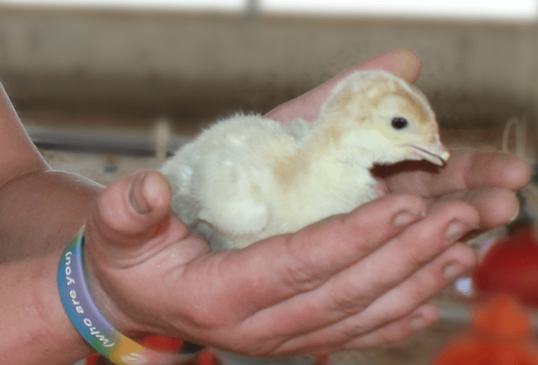 gentle hands holding poult