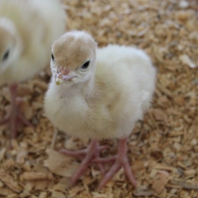 Poult on the farm