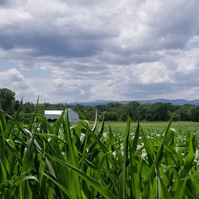 Virginia farm cornfield